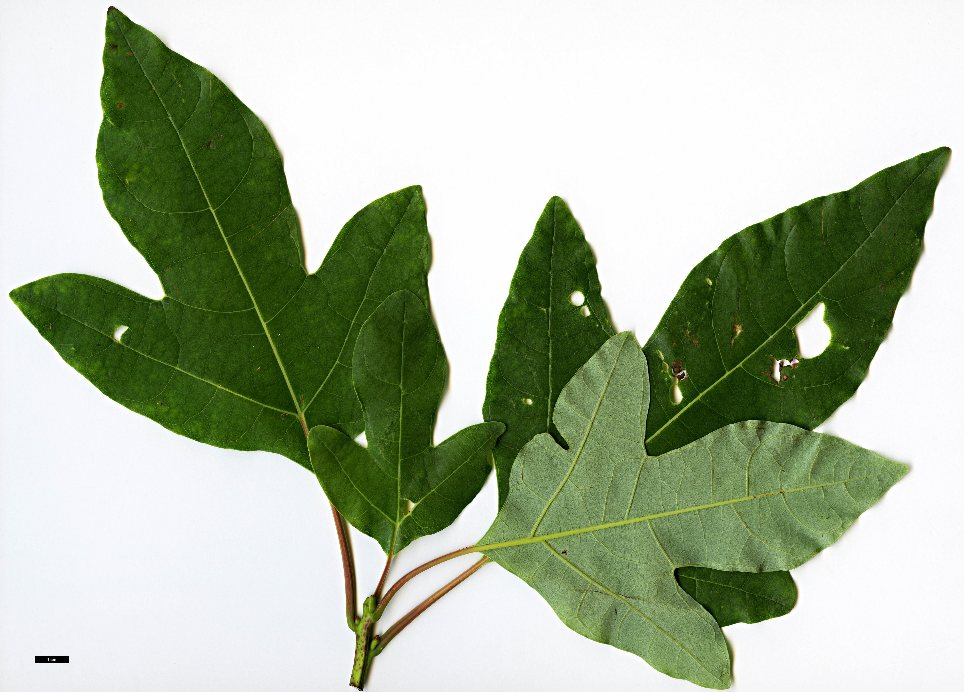 High resolution image: Family: Lauraceae - Genus: Sassafras - Taxon: tzumu